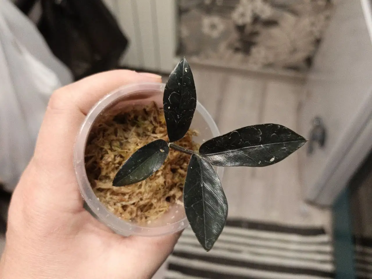 Продам замиокулькас Пинк - Комнатные растения (Хобби и отдых) в Красноярск