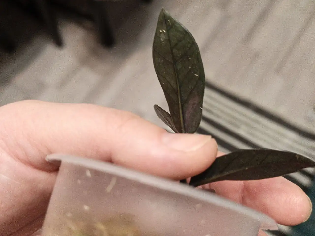 Продам замиокулькас Пинк - Комнатные растения (Хобби и отдых) в Красноярск