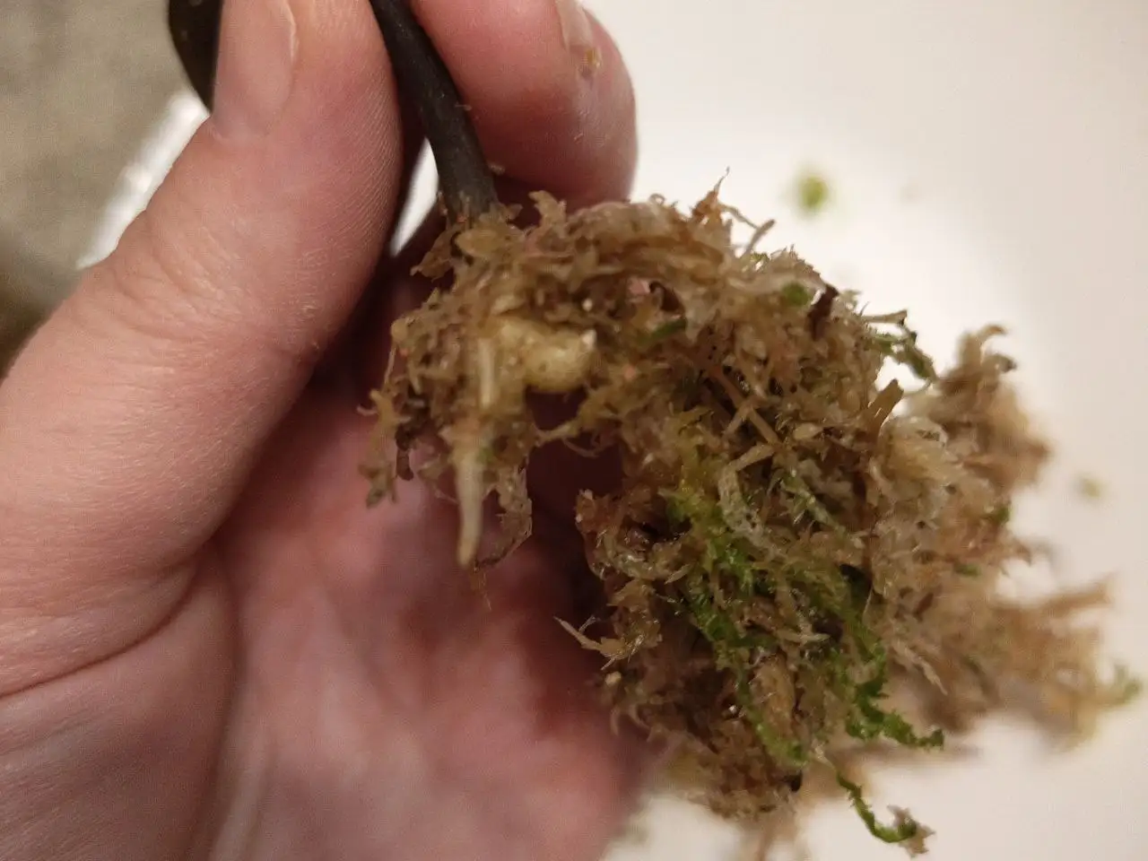 Продам замиокулькас Пинк - Комнатные растения (Хобби и отдых) в Красноярск