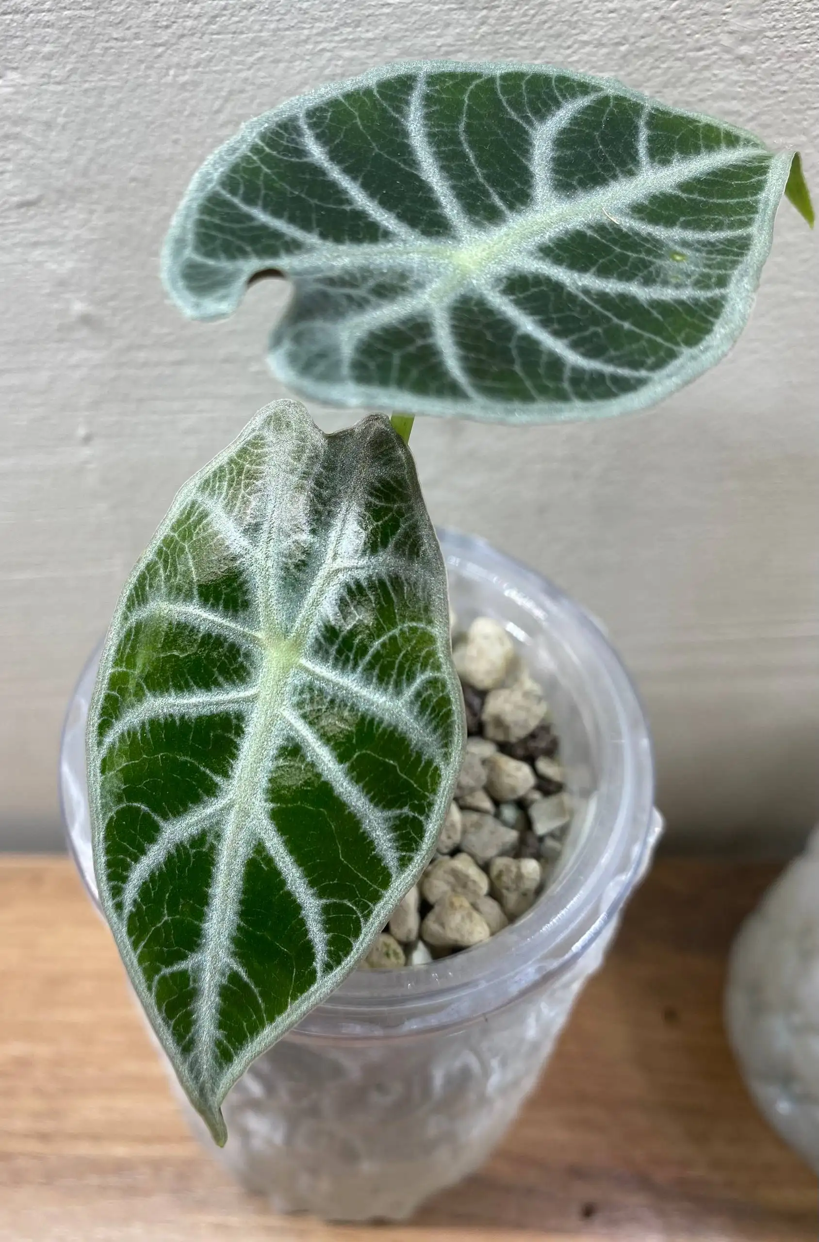 А. Ватсониана Лайтнинг комнатное растение - Комнатные растения (Хобби и отдых) в Красноярск