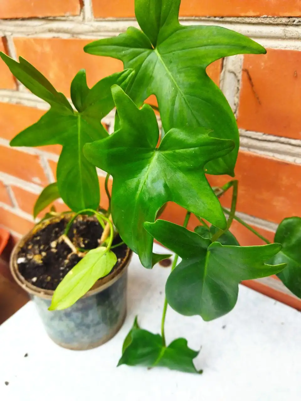 Продается филодендрон - Комнатные растения (Хобби и отдых) в Красноярск