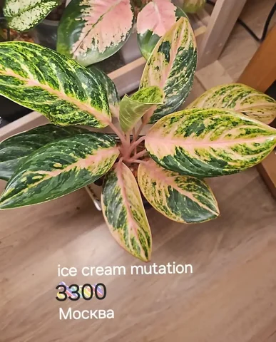 Аглаонема домашняя на фитиле с передержкой - Хобби и отдых в Москва