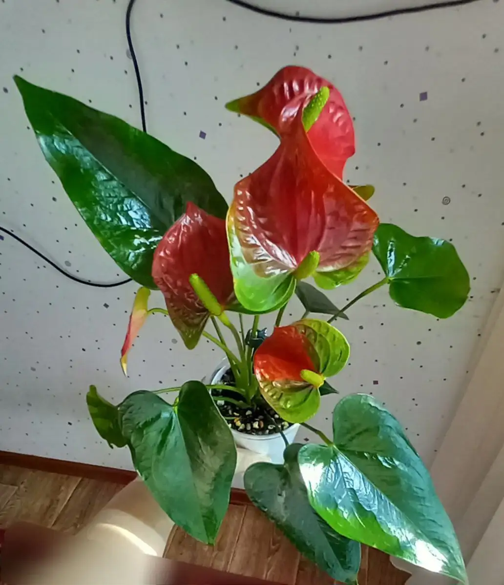 Лотошка с комнатными растениями в Красноярске - Лотерея/Розыгрыш (Хобби и отдых) в Красноярск