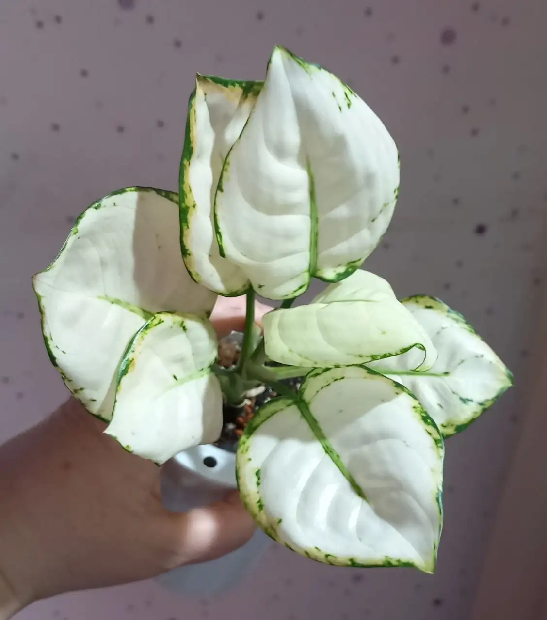 Лотошка с комнатными растениями в Красноярске - Лотерея/Розыгрыш (Хобби и отдых) в Красноярск