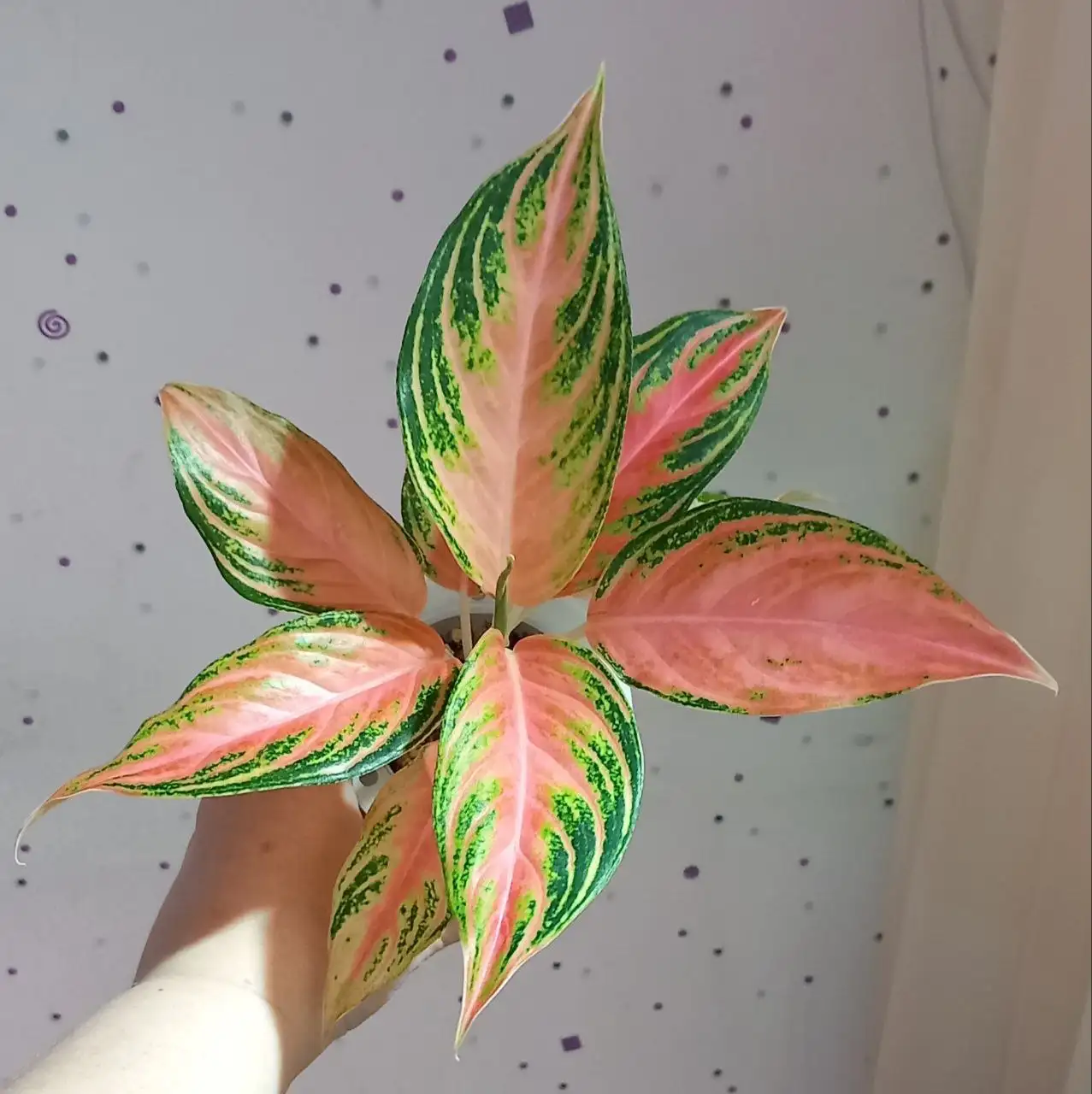 Лотошка с комнатными растениями в Красноярске - Лотерея/Розыгрыш (Хобби и отдых) в Красноярск