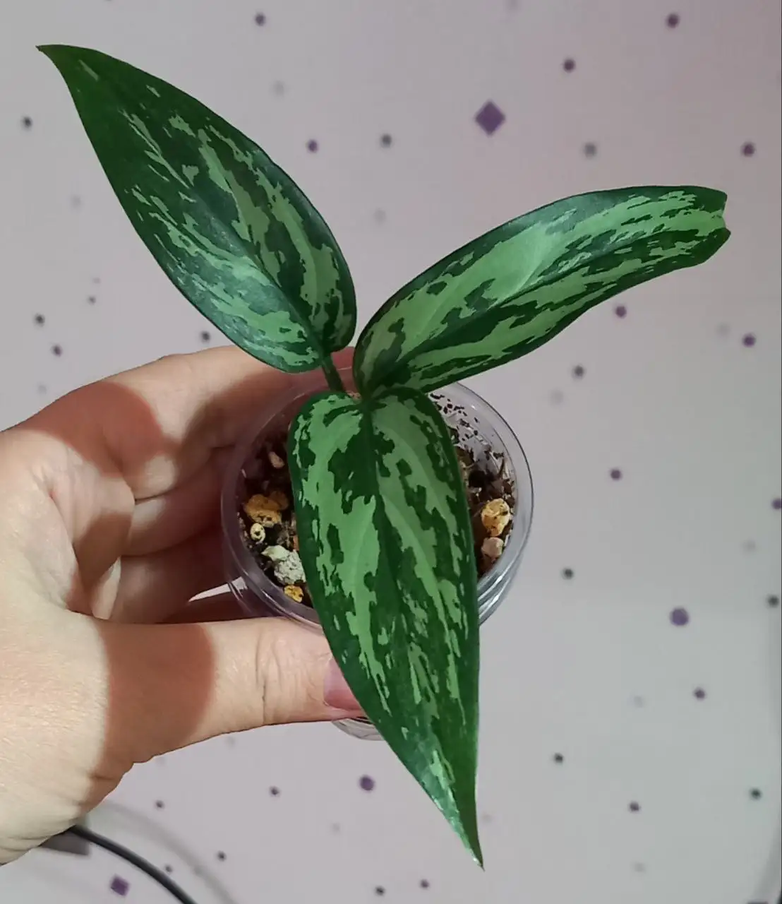 Лотошка с комнатными растениями в Красноярске - Лотерея/Розыгрыш (Хобби и отдых) в Красноярск