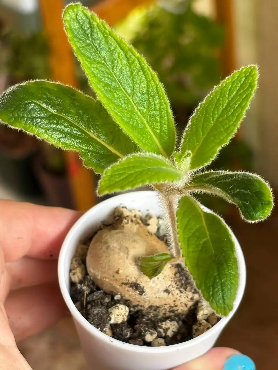 Синнингия трубоцветная - Комнатные растения (Барахолка) в Красноярск