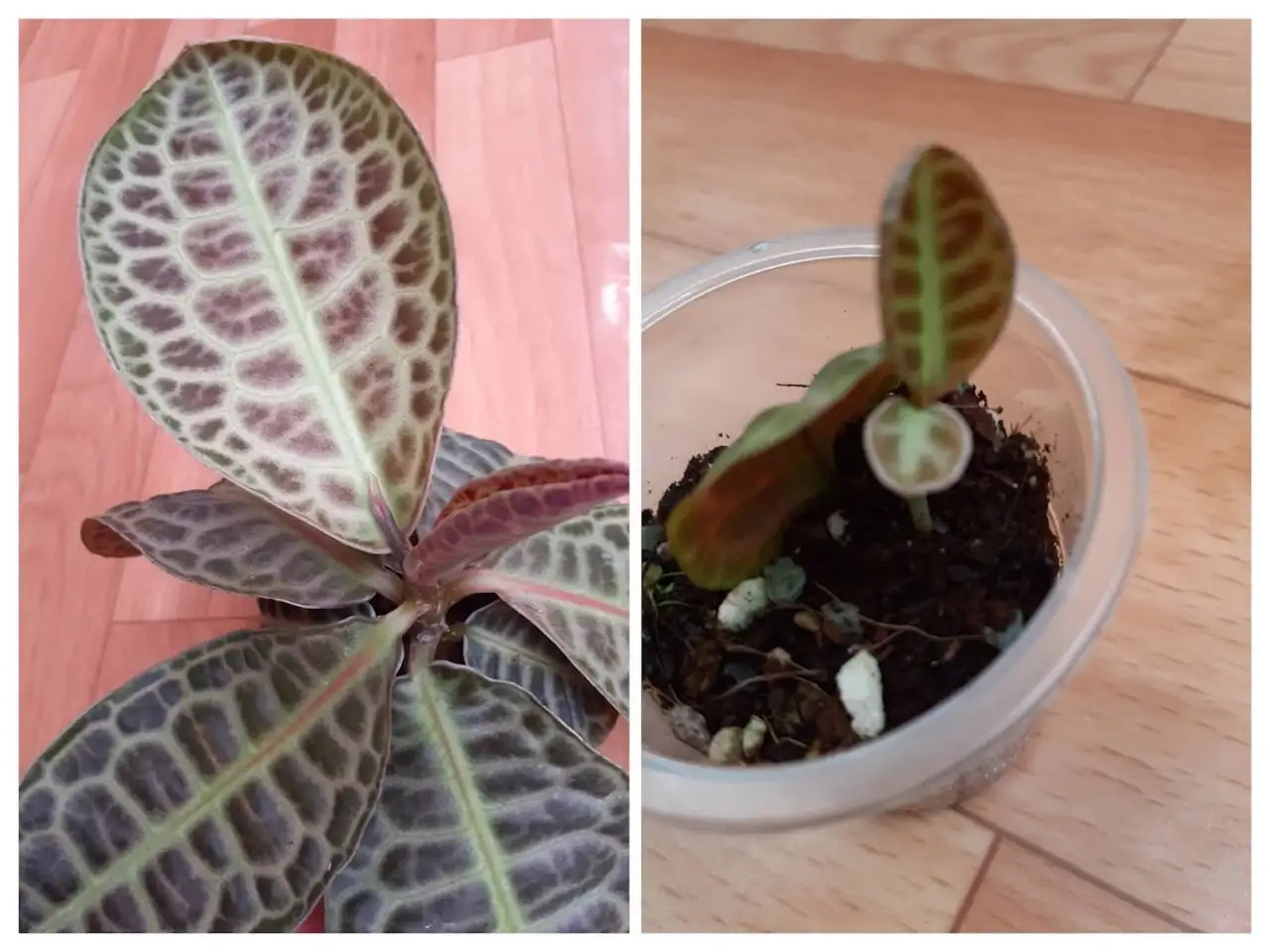 Лабизия Turtle Back (Черепаха) - Комнатные растения (Хобби и отдых) в Красноярск