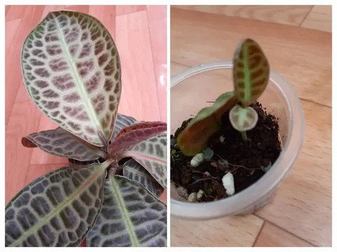 Лабизия Turtle Back (Черепаха) - Семена и рассада в Красноярск