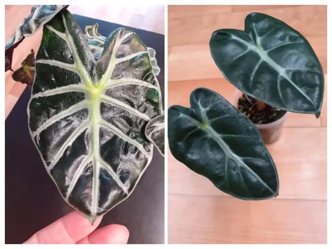 Алоказия Баллон Харт - домашние крепкие детки - Семена и рассада в Красноярск