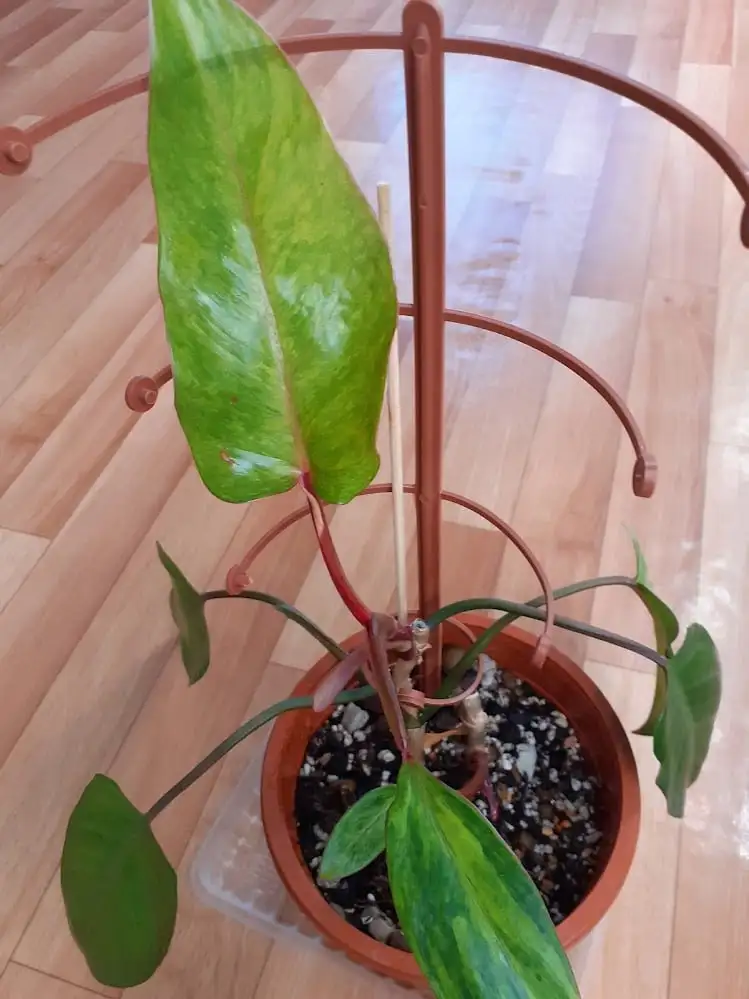 Филодендрон Медуза с двумя стволами - Комнатные растения (Хобби и отдых) в Красноярск