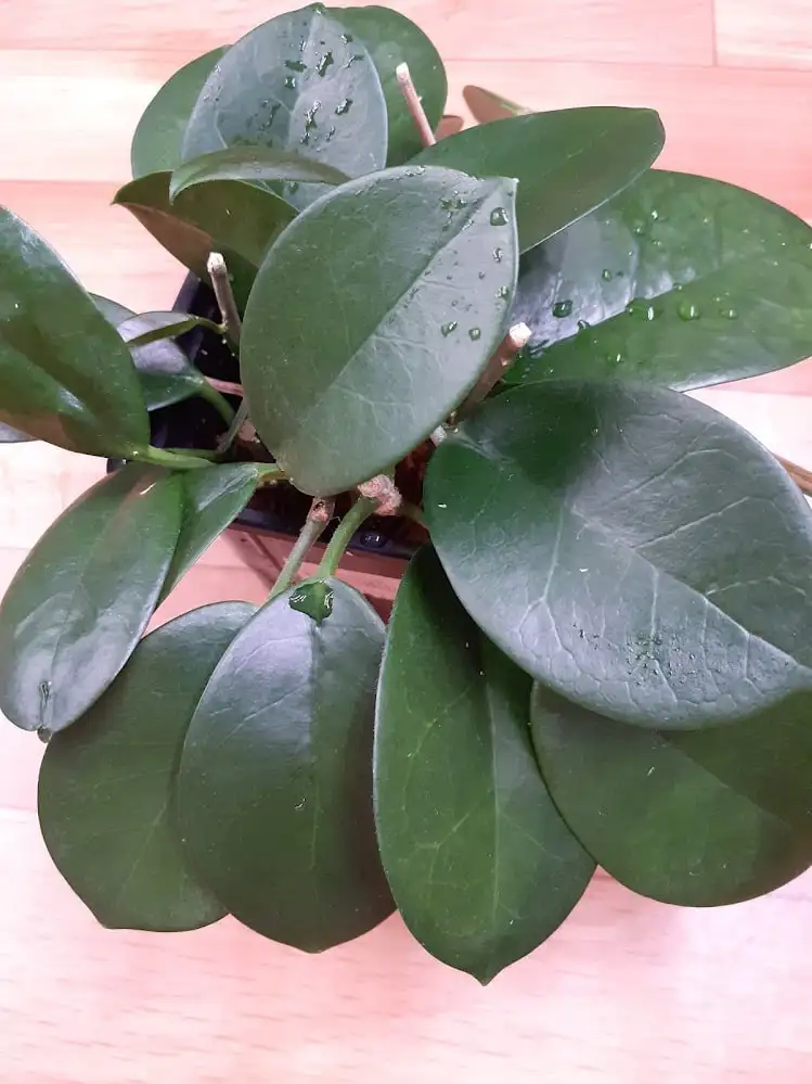 Хойя Аустралис черенки - Комнатные растения (Хобби и отдых) в Красноярск