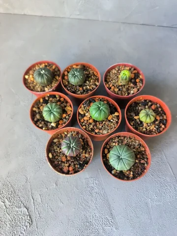 Астрофитумы - Семена и рассада в Красноярск