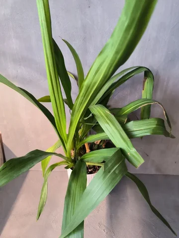 Зигопеталум гибрид взрослый куст - Семена и рассада в Красноярск