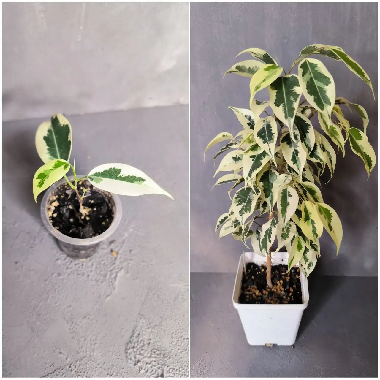 Фикус Бенджамина Старлайт - Растения (Барахолка) в Красноярск