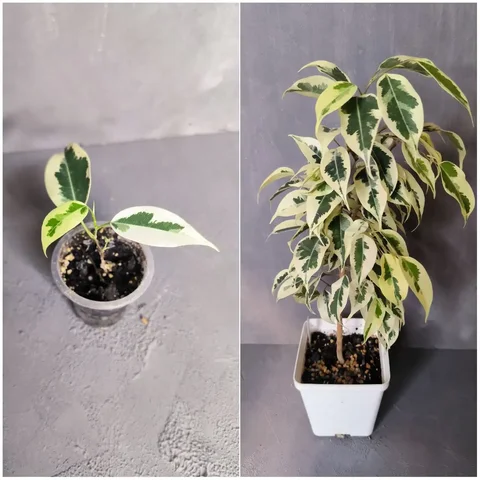 Фикус Бенджамина Старлайт - Растения и цветы в Красноярск
