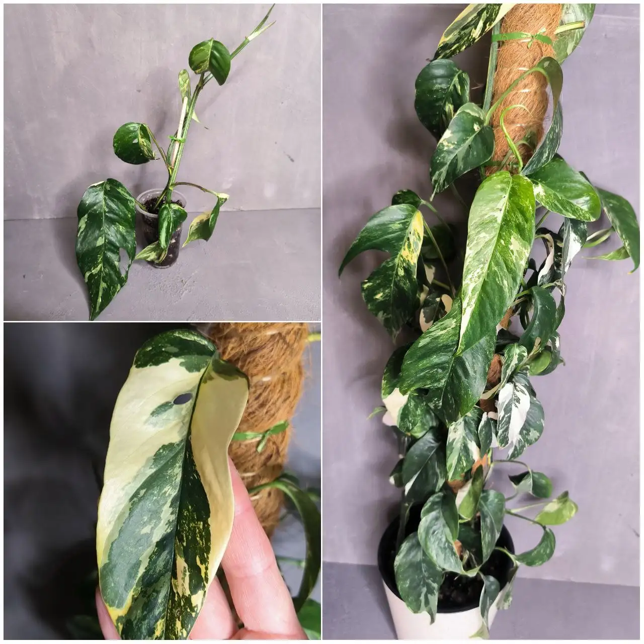 Эпипремнум Пиннатум Вайт - черенки - Комнатные растения (Хобби и отдых) в Красноярск