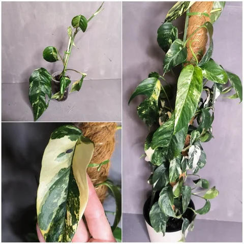 Эпипремнум Пиннатум Вайт - черенки - Семена и рассада в Красноярск