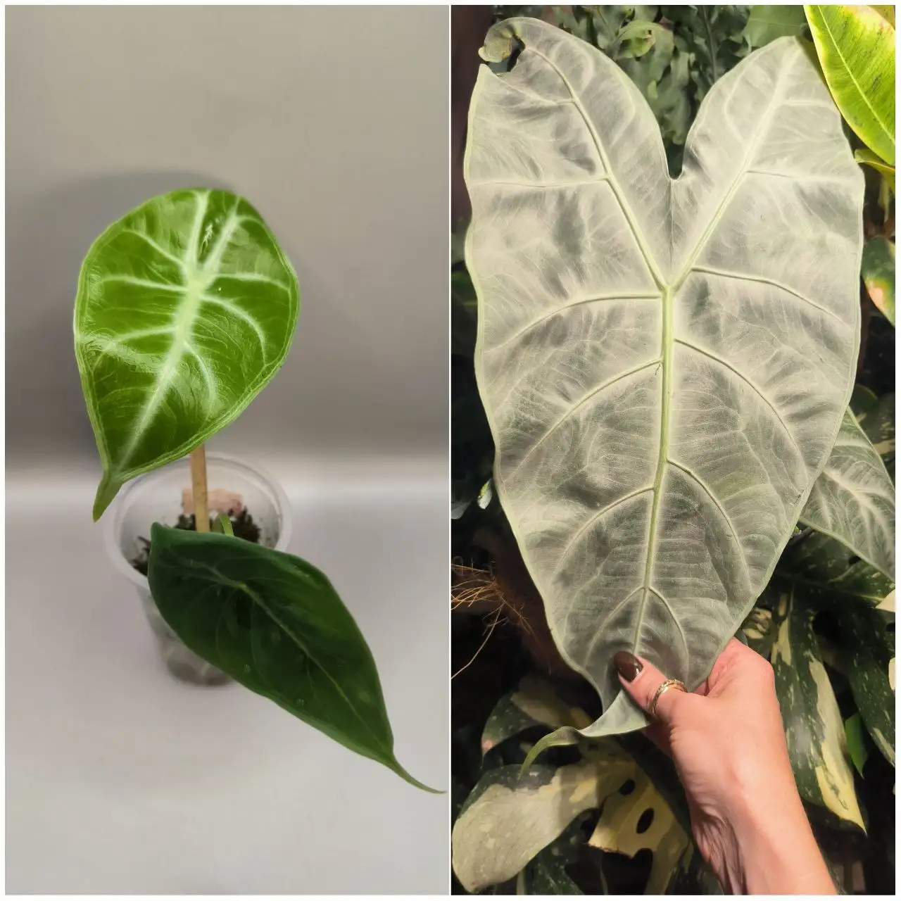 Алоказия Кортхалси Грандис детка - Комнатные растения (Хобби и отдых) в Красноярск