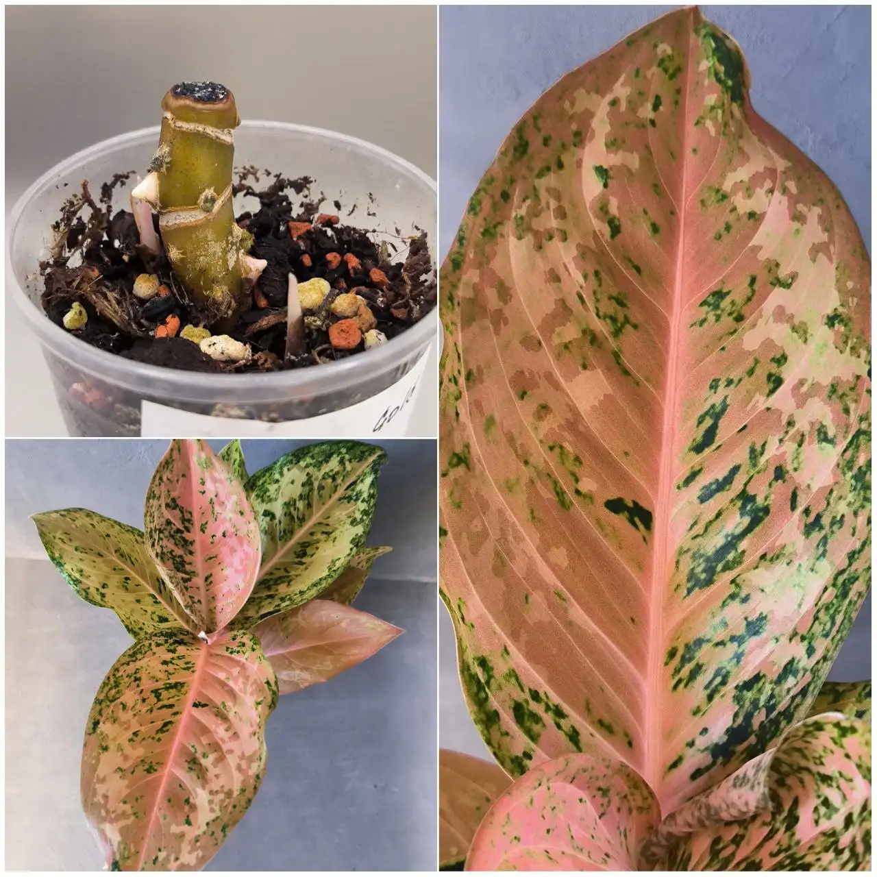 Пень Аглаонемы Orange Gold Star с детками - Комнатные растения (Хобби и отдых) в Красноярск