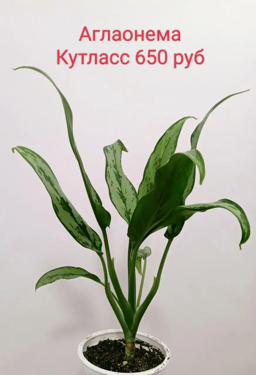 Продажа комнатных растений в Красноярске - Комнатные растения (Хобби и отдых) в Красноярск