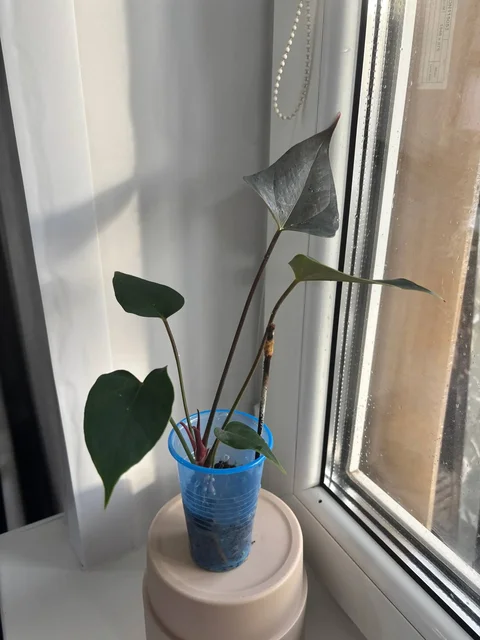 Продажа антуриумов различных сортов - Семена и рассада в Красноярск