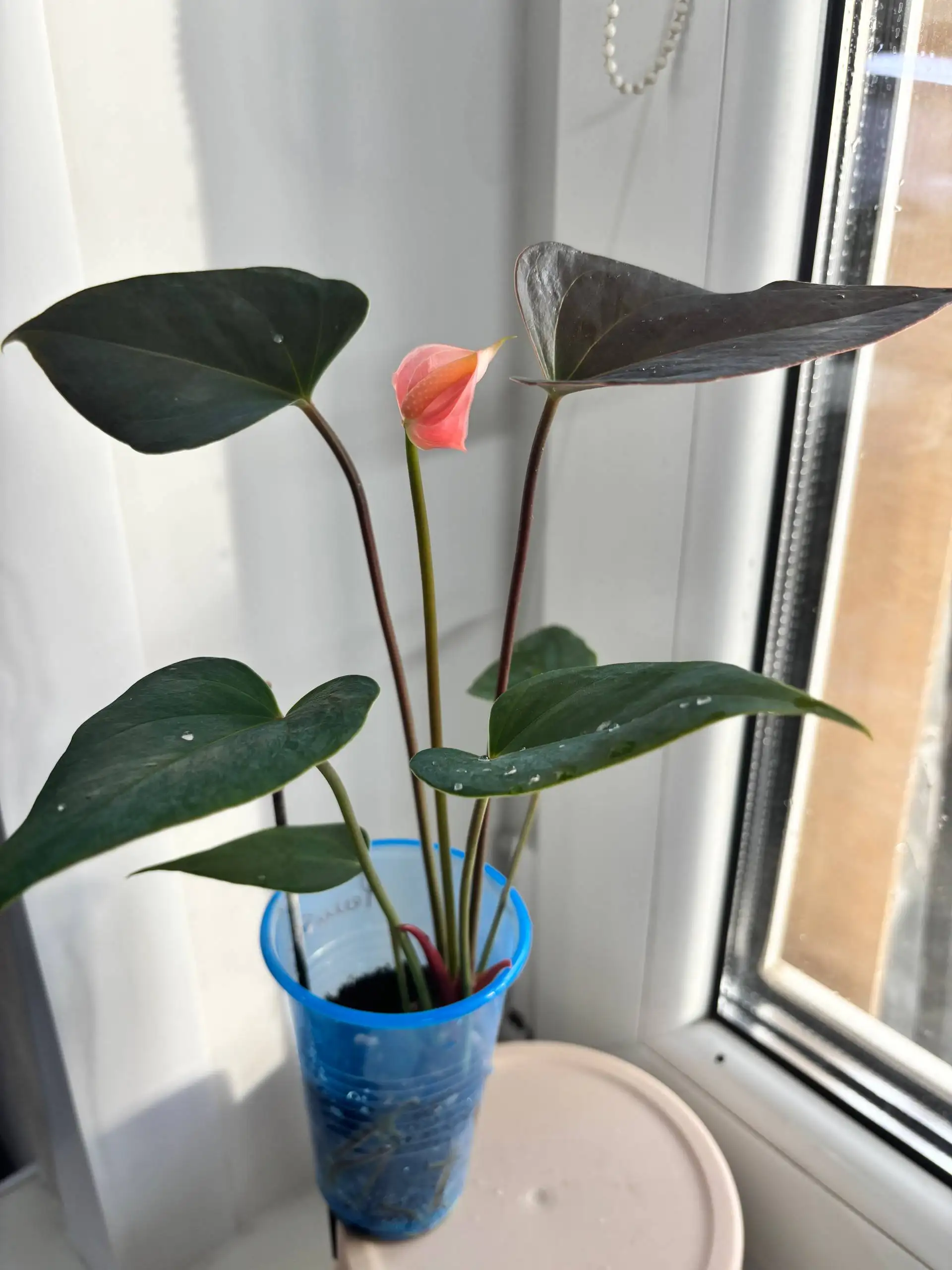 Продажа антуриумов различных сортов - Комнатные растения (Хобби и отдых) в Красноярск