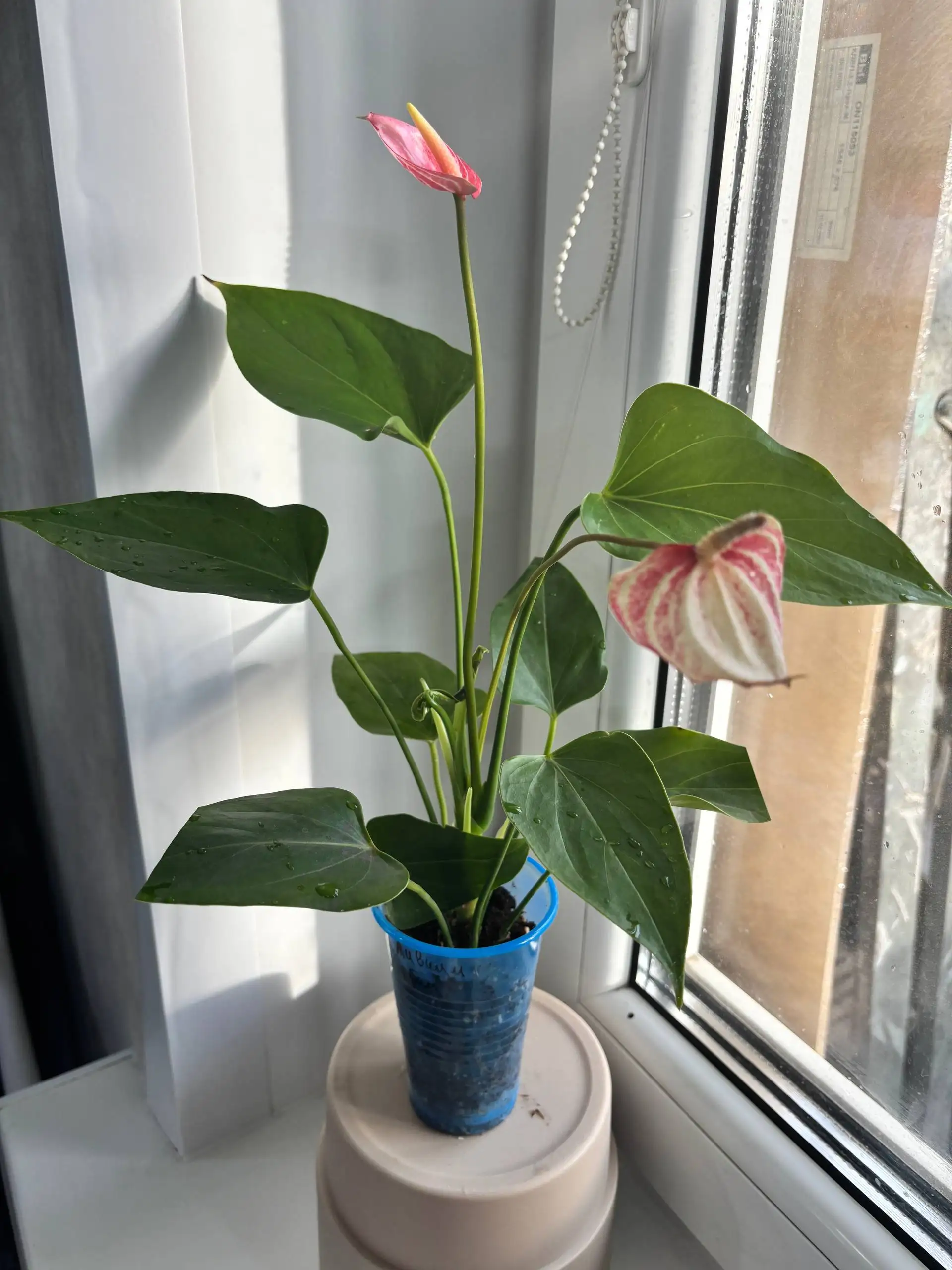 Продажа антуриумов различных сортов - Комнатные растения (Хобби и отдых) в Красноярск