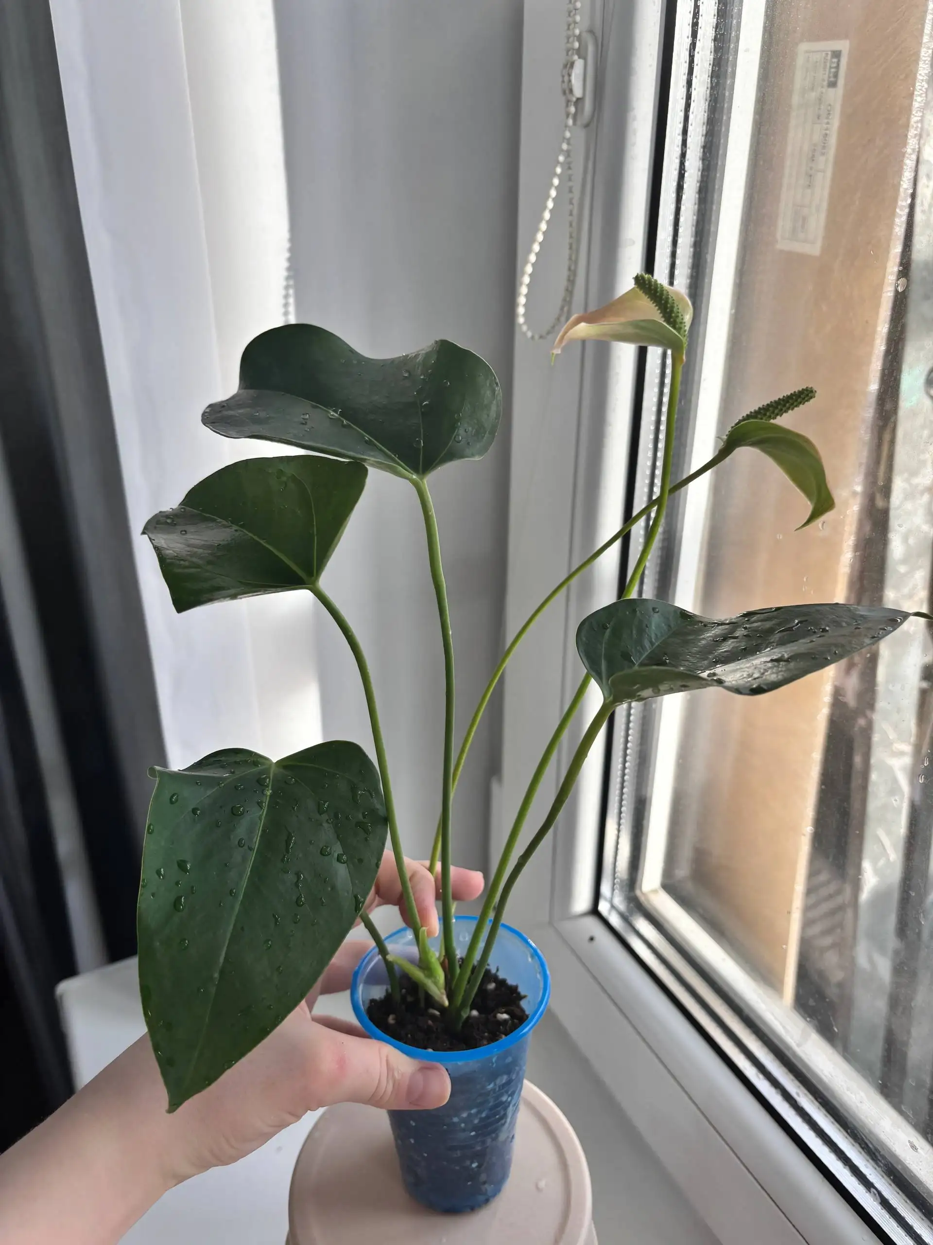 Продажа антуриумов различных сортов - Комнатные растения (Хобби и отдых) в Красноярск