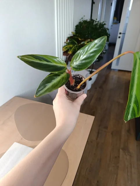 Строманта Хортиколор - Растения в Красноярск