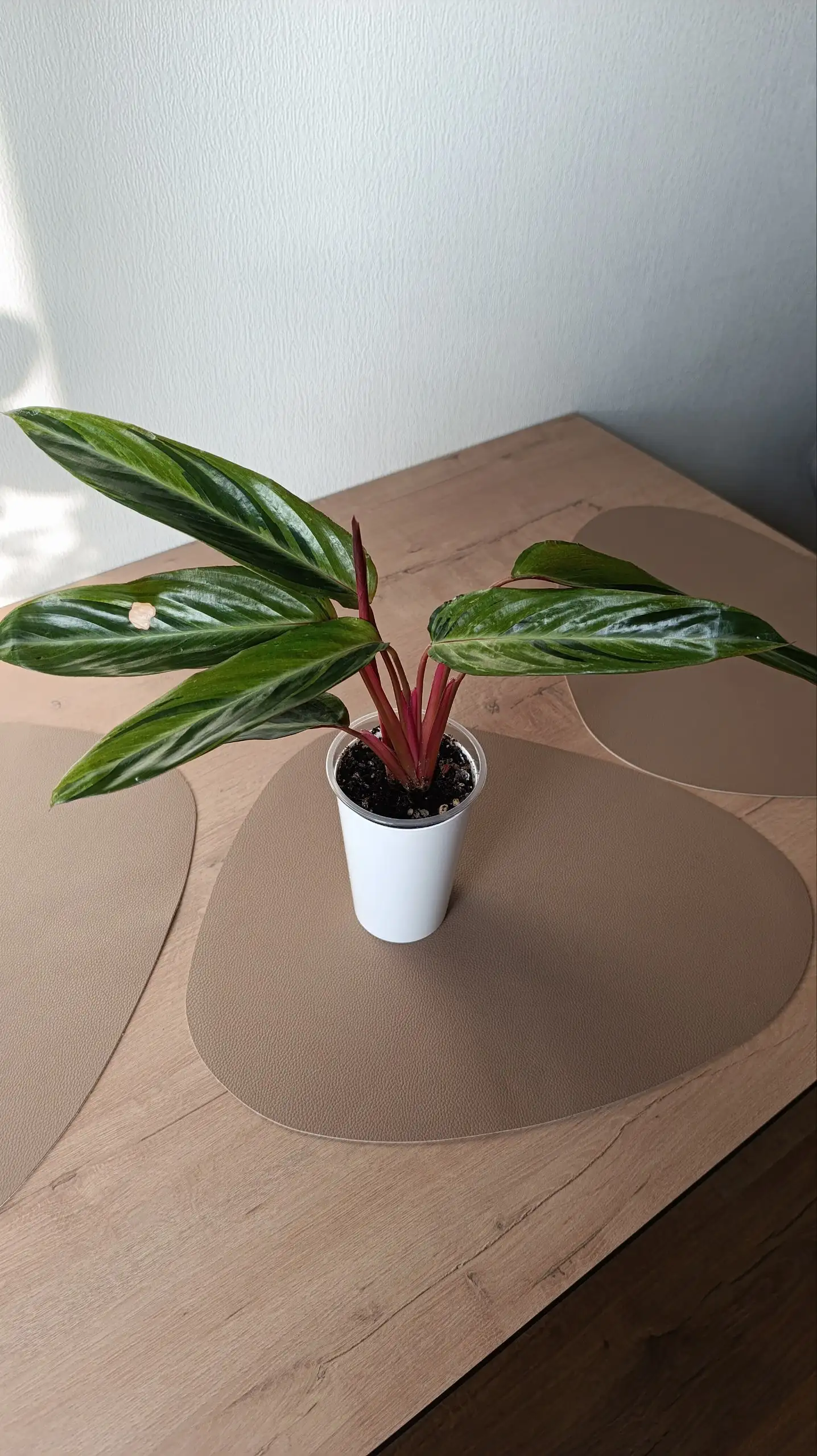 Строманта Хортиколор - Комнатные растения (Для дома и дачи) в Красноярск