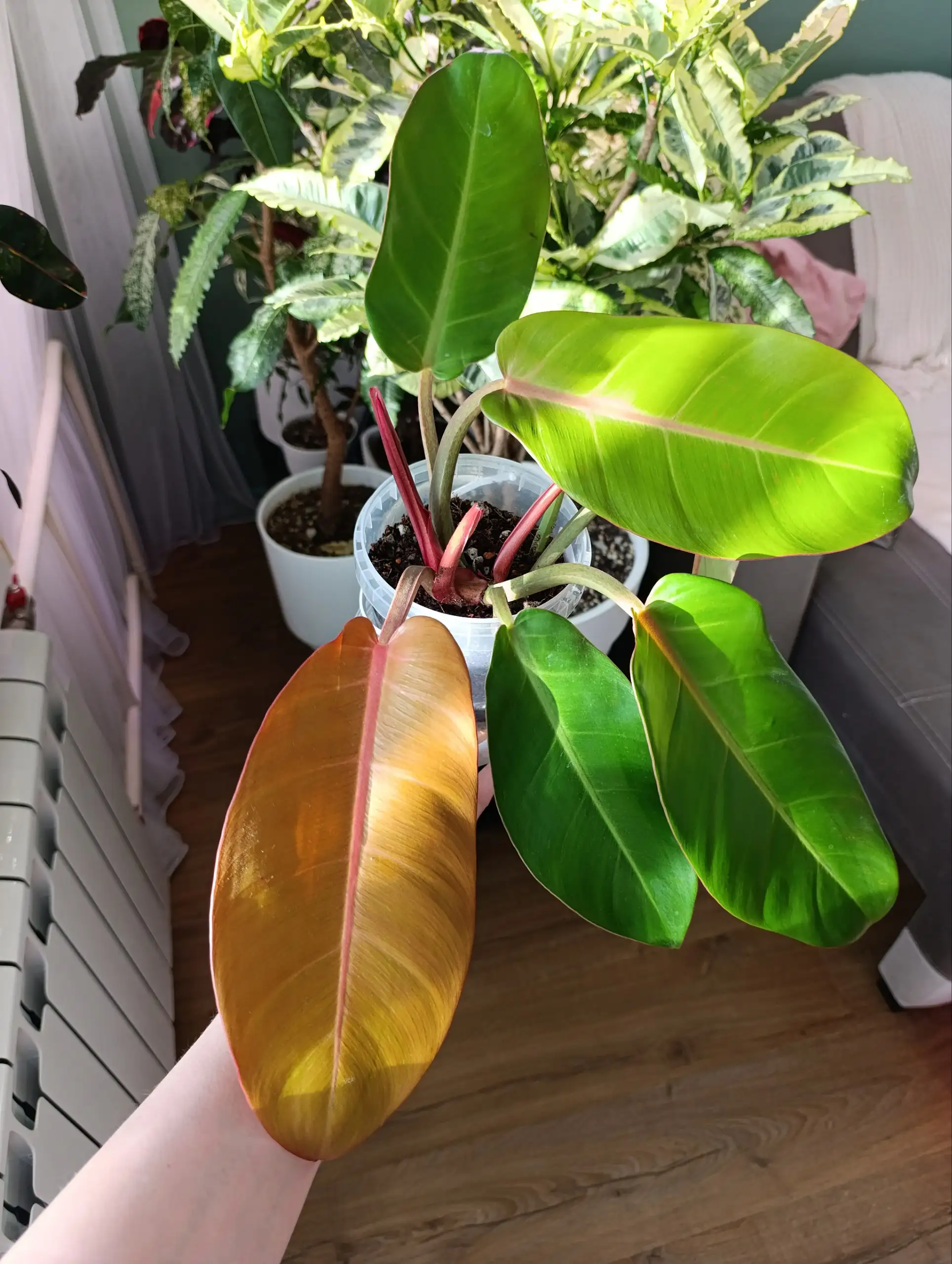 Продажа филодендрона Принц Оранж - Комнатные растения (Хобби и отдых) в Красноярск