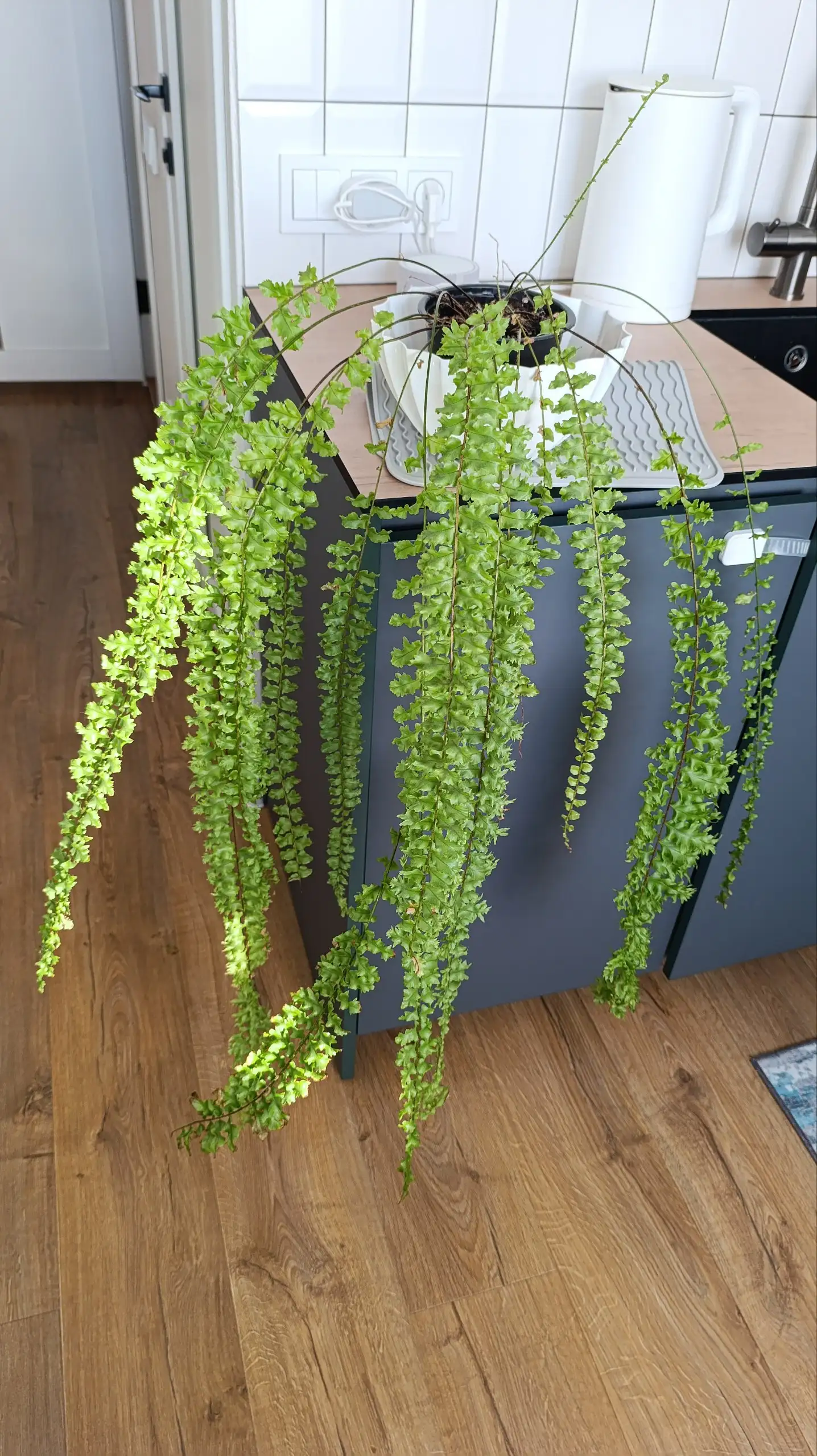 Нефролепис Дассада - Комнатные растения (Хобби и отдых) в Красноярск