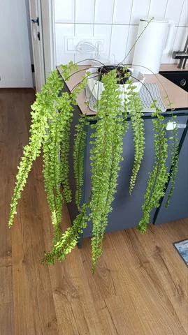 Нефролепис Дассада - Семена и рассада в Красноярск