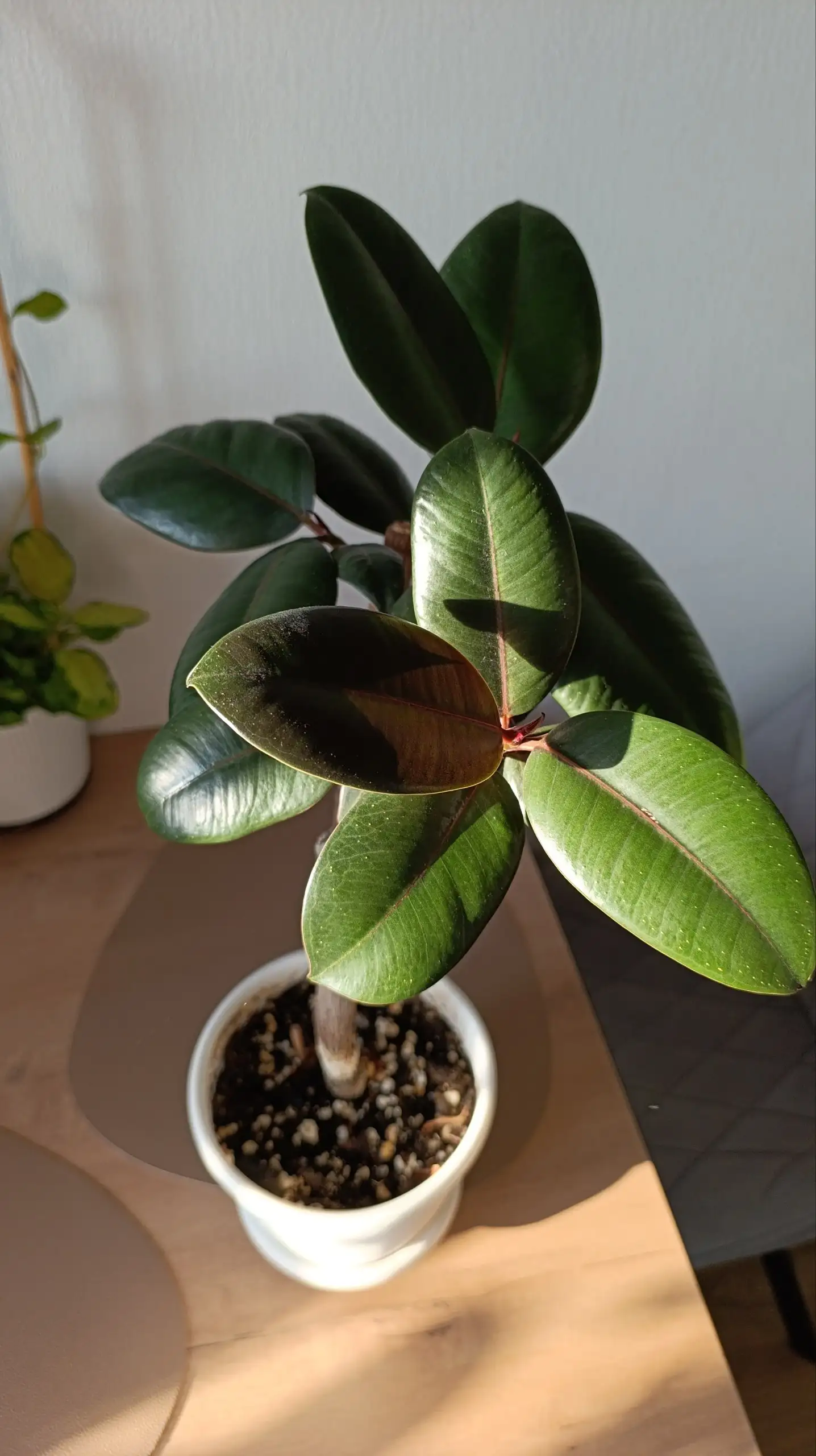 Фикус элластика Абиджан в Красноярске - Комнатные растения (Хобби и отдых) в Красноярск