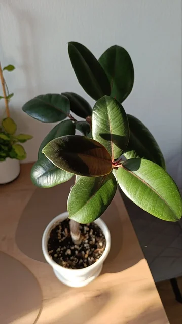 Фикус элластика Абиджан в Красноярске - Семена и рассада в Красноярск