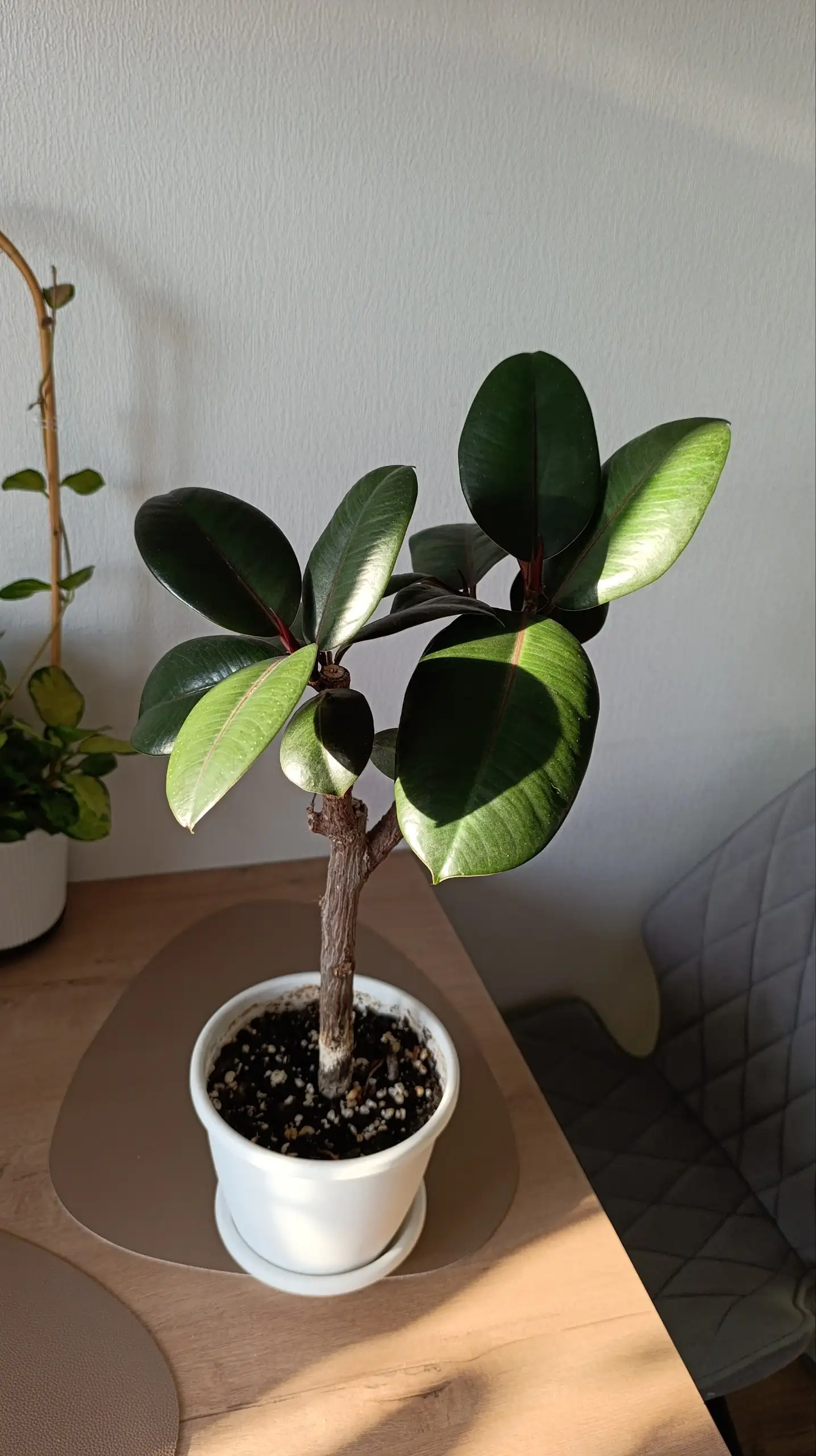 Фикус элластика Абиджан в Красноярске - Комнатные растения (Хобби и отдых) в Красноярск