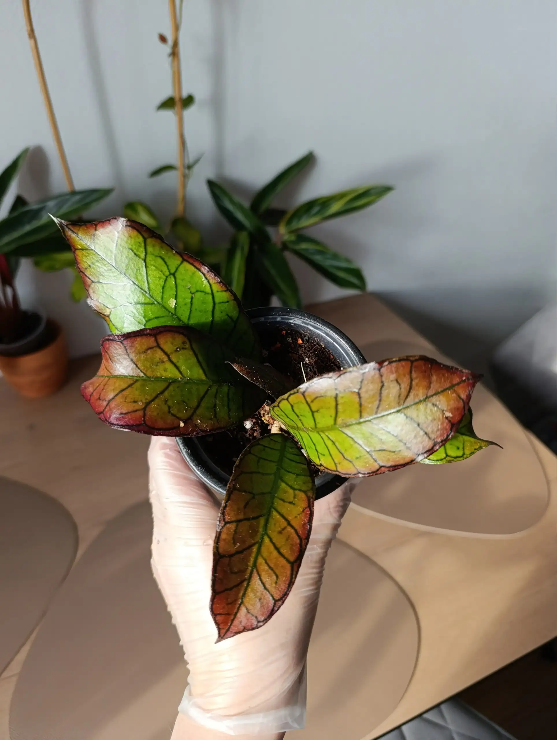 Хойя Борнео Гунинг Гадинг - Комнатные растения (Хобби и отдых) в Красноярск