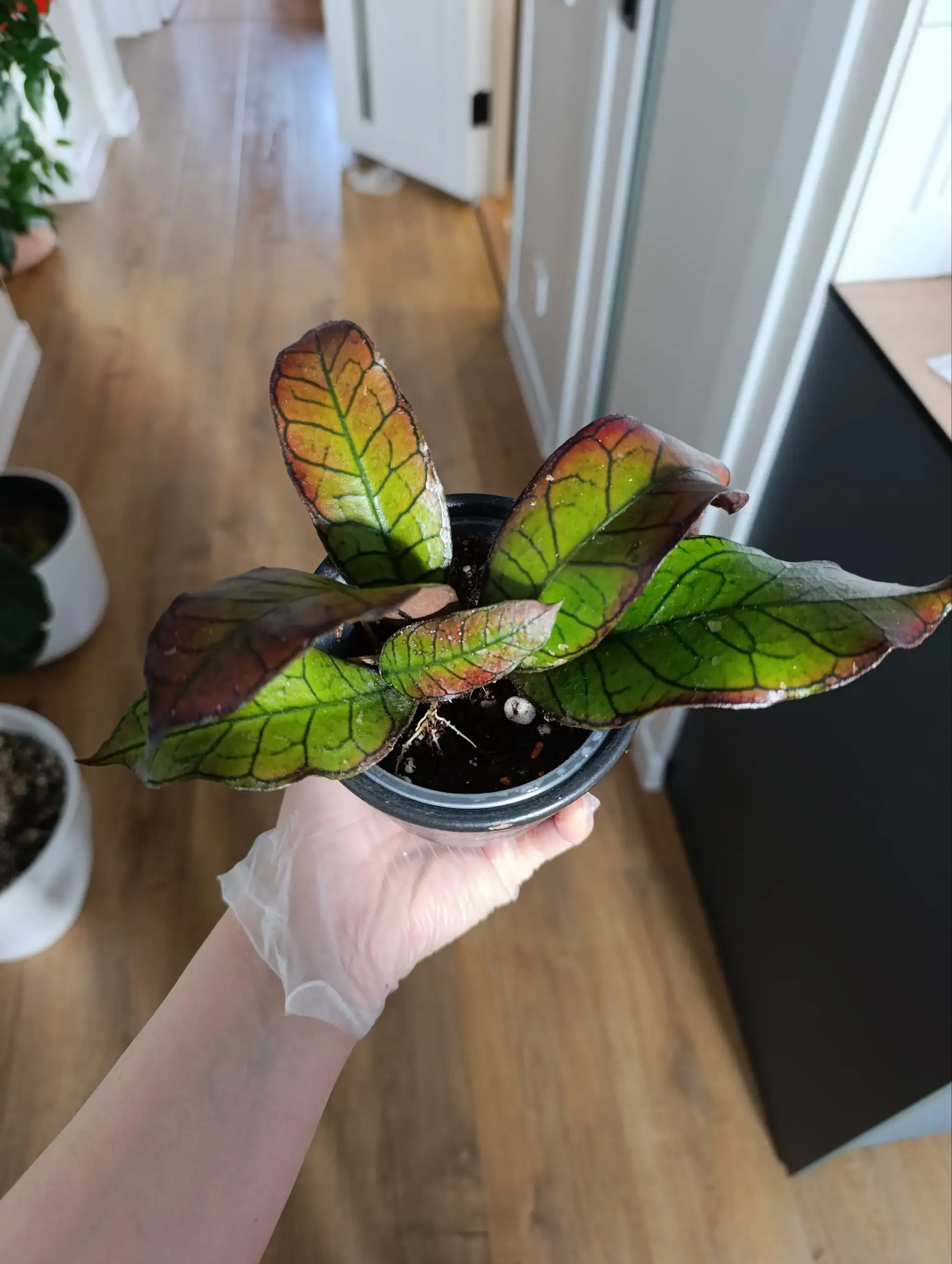 Хойя Борнео Гунинг Гадинг - Комнатные растения (Хобби и отдых) в Красноярск