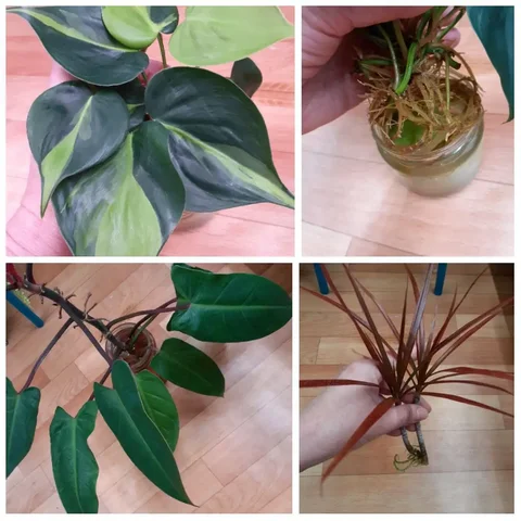 Ростки комнатных растений - Семена и рассада в Красноярск