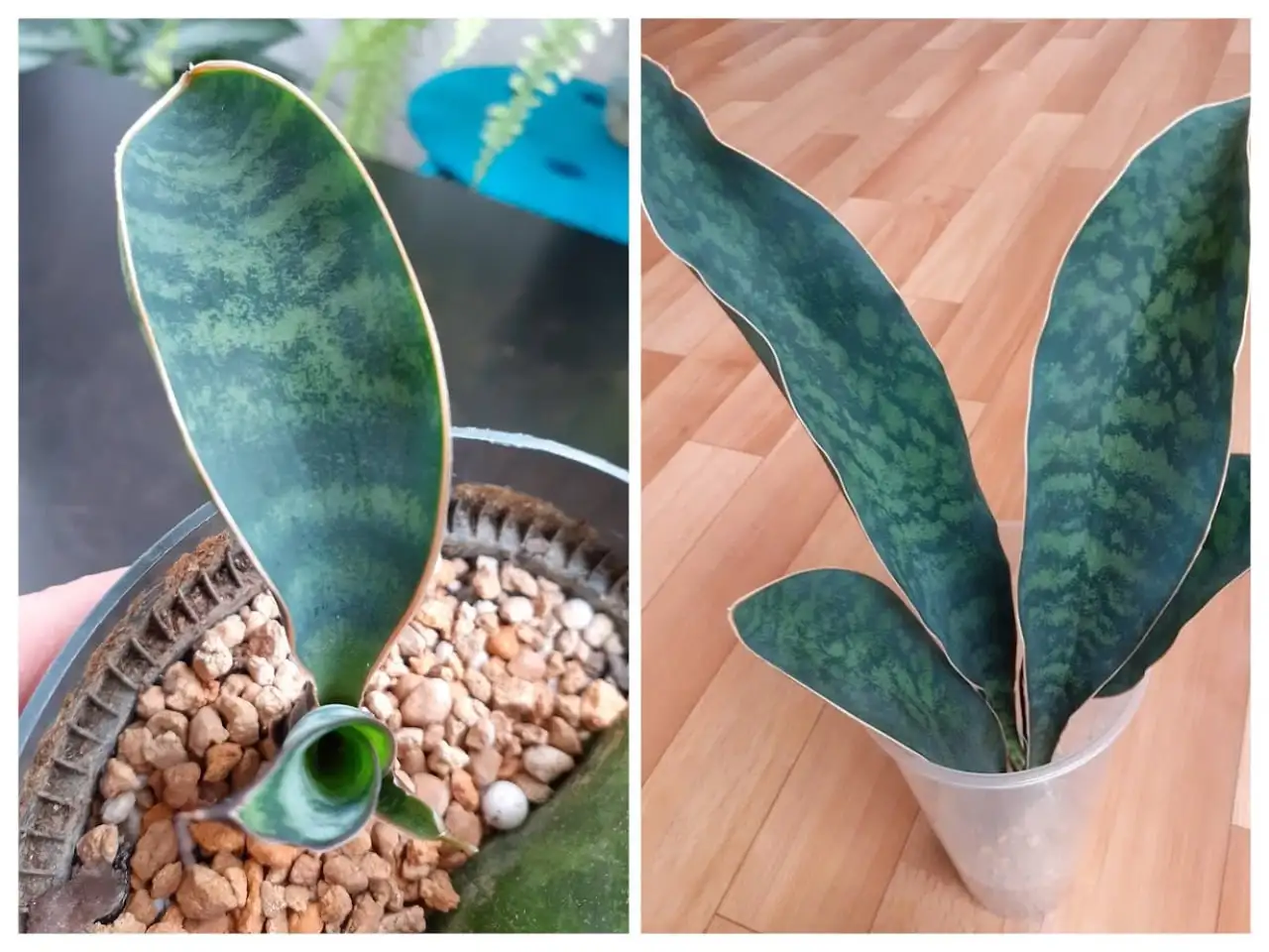 Сансевиерия Массониана Виктория - Комнатные растения (Хобби и отдых) в Красноярск