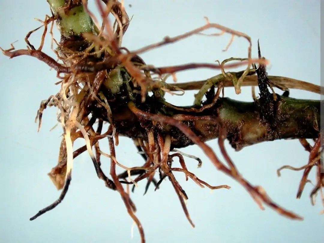 Продажа фунгицидов и препаратов для растений в Красноярске - Комнатные растения (Хобби и отдых) в Красноярск