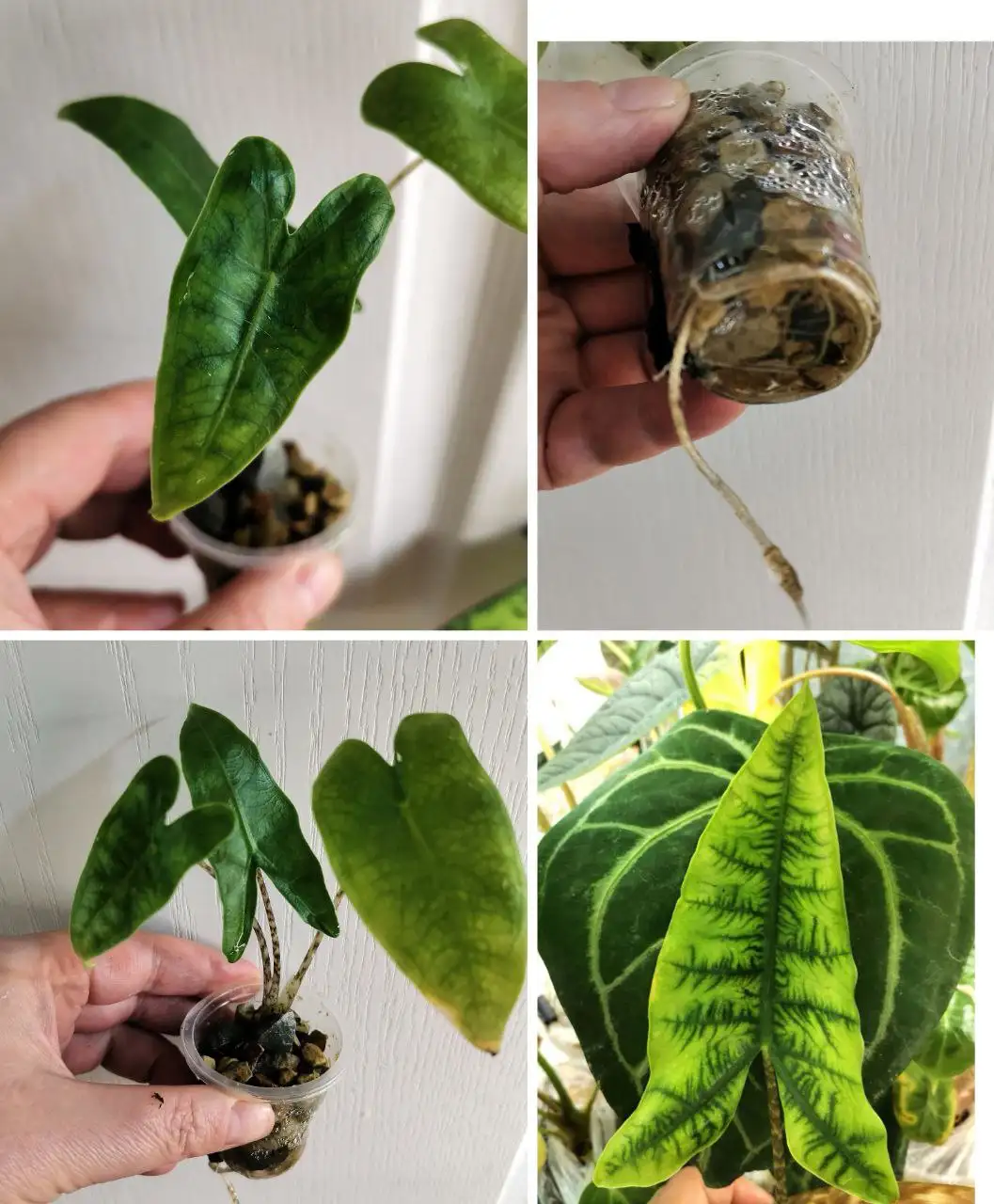 Алоказия Ретикулата детка в стакане - Комнатные растения (Хобби и отдых) в Красноярск