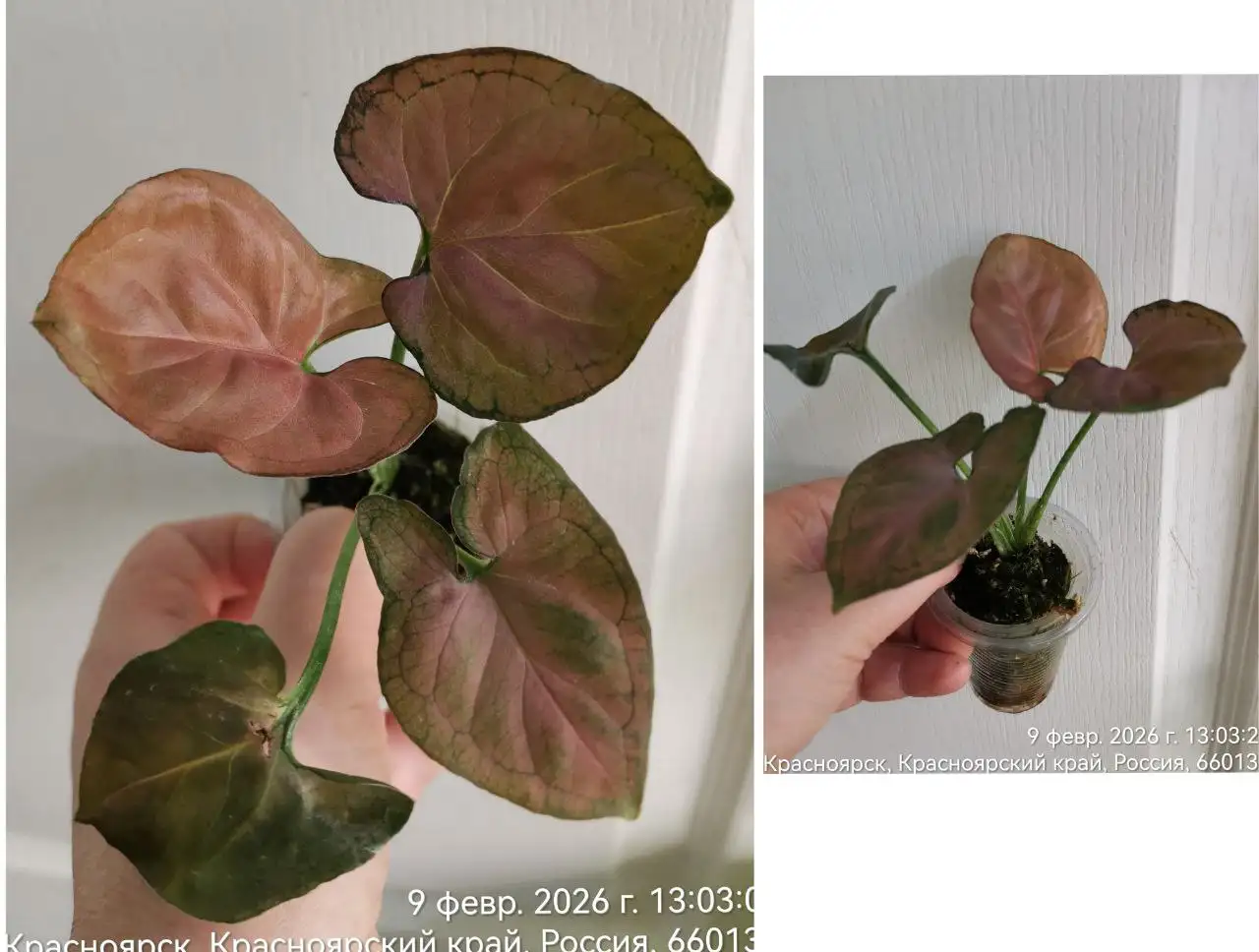 Сингониум Орм наг в стакане 100 мл - Комнатные растения (Хобби и отдых) в Красноярск