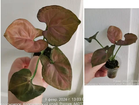 Сингониум Орм наг в стакане 100 мл - Семена и рассада в Красноярск