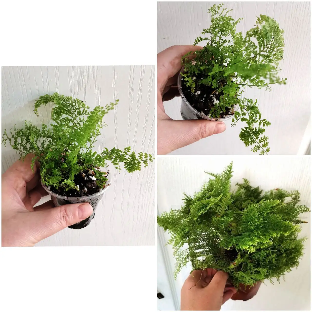 Нефролепис Коттон кенди - Комнатные растения (Хобби и отдых) в Красноярск