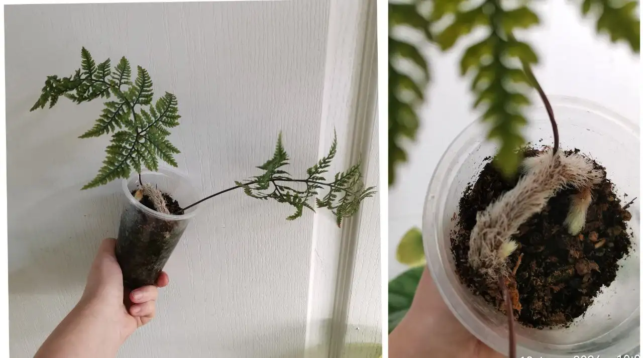 Папоротник Даваллия в стакане - Комнатные растения (Хобби и отдых) в Красноярск