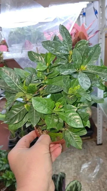 Лотерея комнатных растений в Красноярске - Семена и рассада в Красноярск