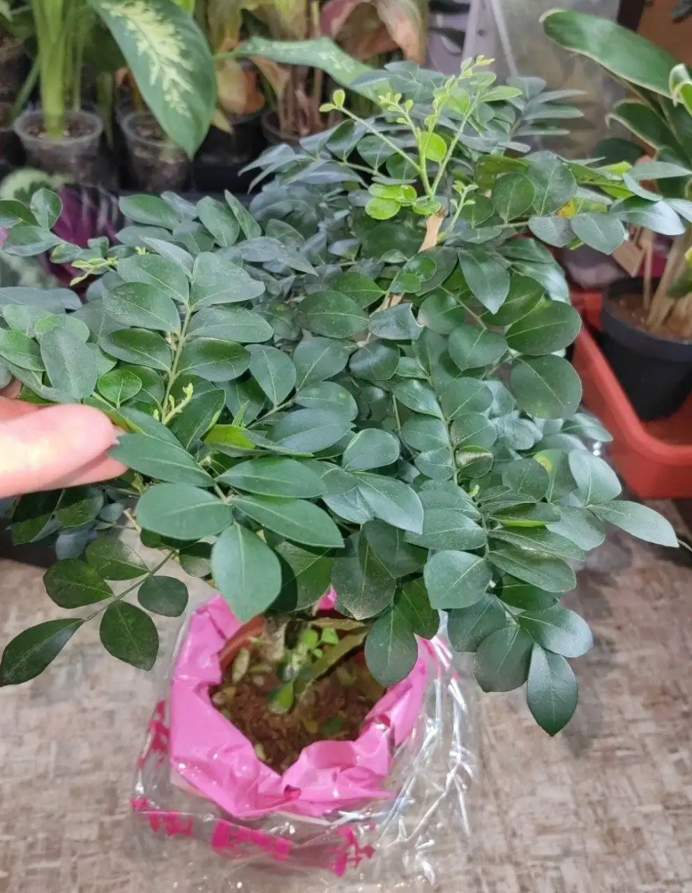 Лотерея комнатных растений в Красноярске - Растения (Хобби и отдых) в Красноярск