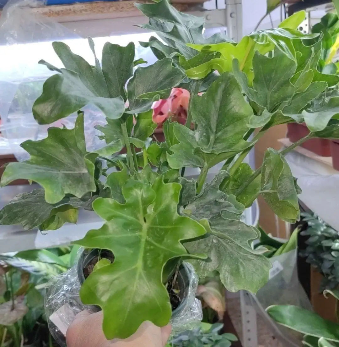 Лотерея комнатных растений в Красноярске - Растения (Хобби и отдых) в Красноярск